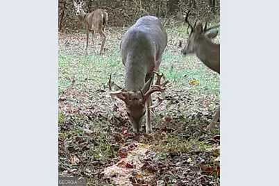 787 Parham Town Road, Bowman, GA 30624 - Photo 46