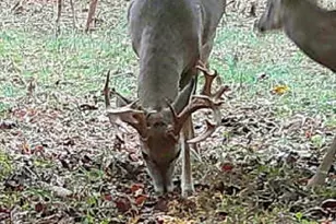 787 Parham Town Rd, Bowman, GA 30624 - Photo 46