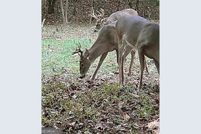 787 Parham Town Road, Bowman, GA 30624 - Photo 48