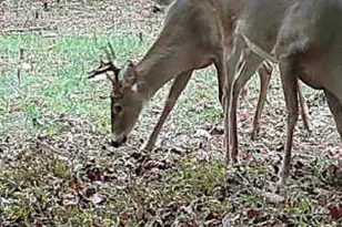 787 Parham Town Rd, Bowman, GA 30624 - Photo 48