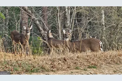 5232 Crow Creek Road, Lakemont, GA 30552 - Photo 90