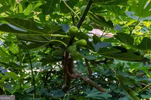 6536 Luthersville Rd, Gay, GA 30218 - Photo 86