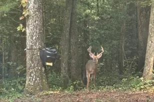 175 Mountain Springs Rd, Ellijay, GA 30540 - Photo 60