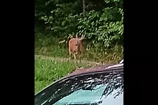 187 Bierce Dr, Young Harris, GA 30582 - Photo 54