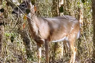 36 Fairway Ln, Peachtree City, GA 30269 - Photo 42