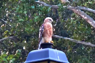 36 Fairway Ln, Peachtree City, GA 30269 - Photo 40