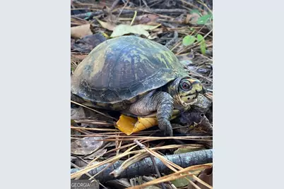 175 Thornton Road, Franklin, GA 30217 - Photo 126