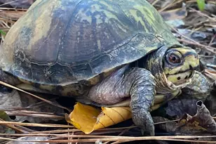 175 Thornton Rd, Franklin, GA 30217 - Photo 126