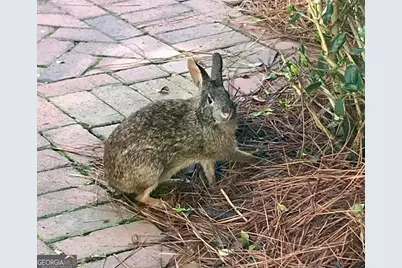 175 Thornton Road, Franklin, GA 30217 - Photo 120