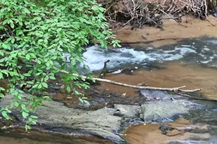 404 Blue Store Rd, Forsyth, GA 31029 - Photo 66