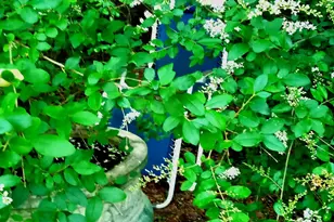 729 W Jones Ave, Statesboro, GA 30458 - Photo 22