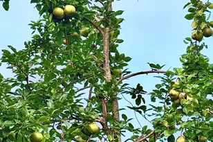 1141 Windsweep Farm Rd, Thomaston, GA 30286 - Photo 58