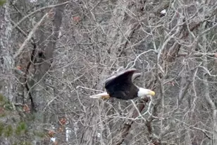 75 Mikes Ln, Sharpsburg, GA 30277 - Photo 132