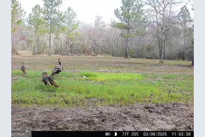 0 Sumner Road, Sumner, GA 31789 - Photo 16