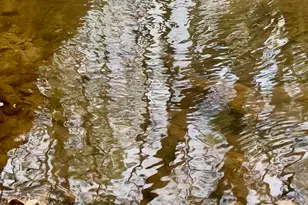 301 Hwy 5 E, Roopville, GA 30170 - Photo 4