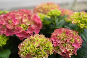 1941 Palm Pl, Valdosta, GA 31602 - Photo 6