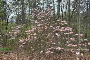 2246 Neal Gap Rd, Summerville, GA 30747 - Photo 4