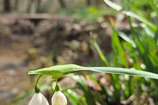 220 Evans Ln, Lakemont, GA 30552 - Photo 76