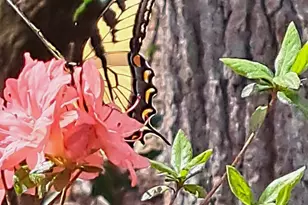 220 Evans Ln, Lakemont, GA 30552 - Photo 58