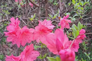 220 Evans Ln, Lakemont, GA 30552 - Photo 62