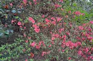 220 Evans Ln, Lakemont, GA 30552 - Photo 64