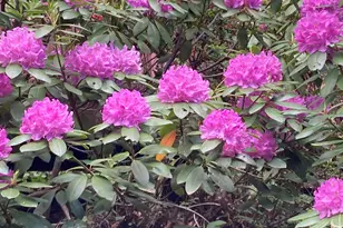 226 Moon Ridge Dr, Dillard, GA 30537 - Photo 102