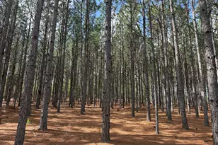 012 Barge Rd, Lumpkin, GA 31815 - Photo 1