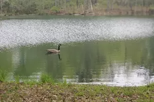 384 Enon Grove Rd, Franklin, GA 30217 - Photo 6