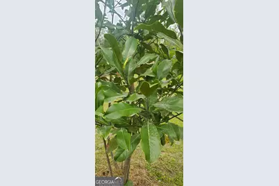 384 Enon Grove Road, Franklin, GA 30217 - Photo 96