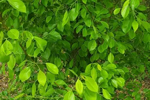 384 Enon Grove Rd, Franklin, GA 30217 - Photo 92