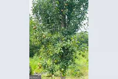 4196 Mud Creek Road, Cornelia, GA 30531 - Photo 42