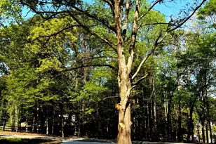 921 Silver Dollar Rd, Maysville, GA 30588 - Photo 20