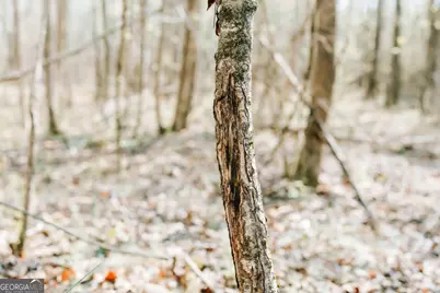 0 Monroe Hwy, Statham, GA 30666 - Photo 6