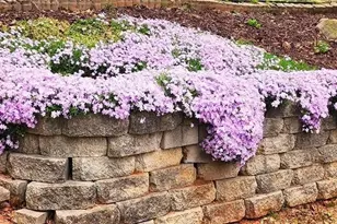 5564 Elderberry Ln, Flower, GA 30542 - Photo 38