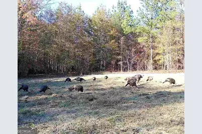 0 Wainwright Road, Butler, GA 31006 - Photo 46