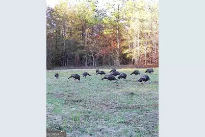 0 Wainwright Road, Butler, GA 31006 - Photo 48