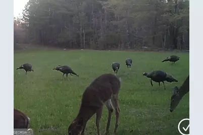 0 Wainwright Road, Butler, GA 31006 - Photo 50