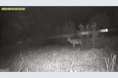 0 Jenkins Farm Road, Byromville, GA 31007 - Photo 34
