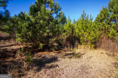 Tract 6 - 0 Chestnut Grove Road, Shiloh, GA 31826 - Photo 10