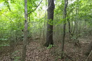 395 E Milner Rd, Zebulon, GA 30295 - Photo 60