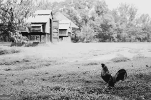5134 Hwy 17, Clarkesville, GA 30523 - Photo 6