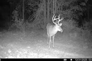 88 Minnesota Rd, Screven, GA 31560 - Photo 52