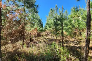 246 Melton Mill Rd, Dawson, GA 39842 - Photo 10