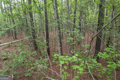 1.5 Acres Mt Pleasant Road, Clyo, GA 31303 - Photo 6