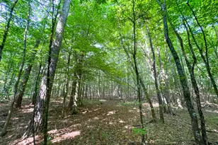 1175 Everett Springs Road NE (32 +/- Ac ), Calhoun, GA 30701 - Photo 46
