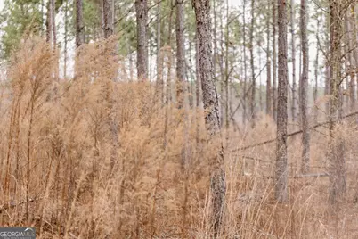 0 Bunn Store Road #TRACT 2, Midville, GA 30441 - Photo 4