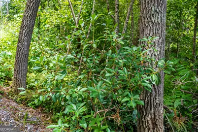 0 Higdon Creek Road, Blue Ridge, GA 30513 - Photo 24