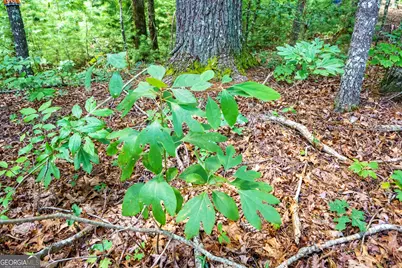 0 Higdon Creek Road, Blue Ridge, GA 30513 - Photo 26