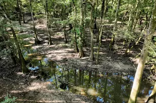 239 Coleman Landing Rd, Hawkinsville, GA 31036 - Photo 16
