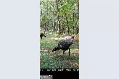 Tract 2 Dennis Creek Road, Talbotton, GA 31827 - Photo 2